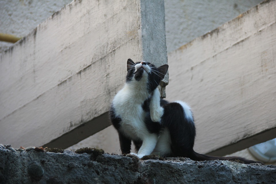 cat scratching with fleas