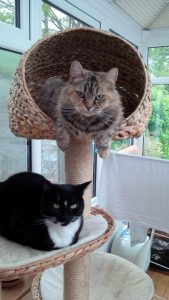 Cat Centres