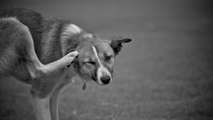dog scratching