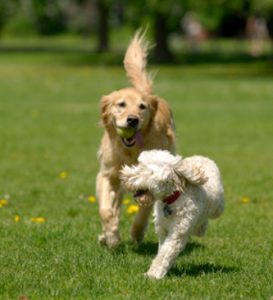 Dogs walking and running