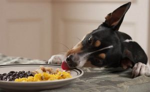 obese dog - obesity eating dog - overweight dog advice