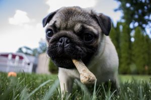 If you want to make your own dog food, then you will need to be sure that you are making the right choices